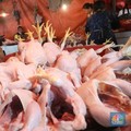 Pak Jokowi, Peternak Ayam Mau Demo! Harga Anjlok Bikin Nangis