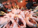 Pak Jokowi, Peternak Ayam Mau Demo! Harga Anjlok Bikin Nangis