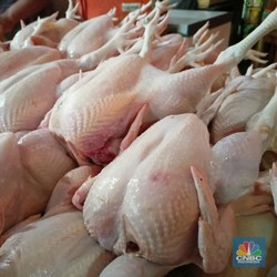 Siap-Siap! Peternak Warning Harga Daging Ayam Siap Nanjak