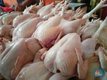Siap-Siap! Peternak Warning Harga Daging Ayam Siap Nanjak