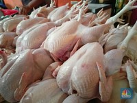 Harga Daging Ayam Naik-Turun, Kata Zulhas Harusnya Segini