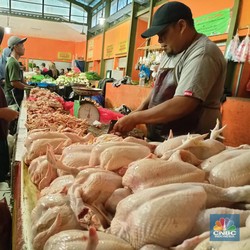 Gawat Harga Ayam Meroket, Ini Biang Keroknya