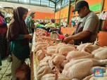 Gawat Harga Ayam Meroket, Ini Biang Keroknya