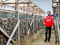 Jokowi Lepas Ekspor 7 Kontainer Pinang Biji Jambi ke Pakistan