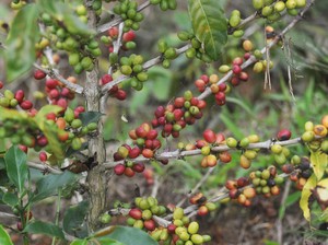 Mengintip Peluang Bisnis Kopi di Indonesia, Masih Bikin Cuan?