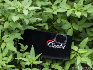 50 Ucapan Hari Santri Nasional 2024 dan 50 Twibbon Buat Meriahkan HSN ke-10
