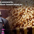 Video: Ini Biang Keroknya, Petani Ogah Tanam Kedelai