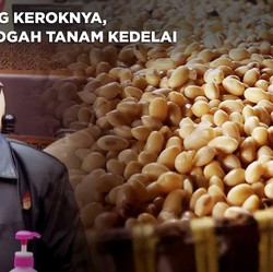 Video: Ini Biang Keroknya, Petani Ogah Tanam Kedelai