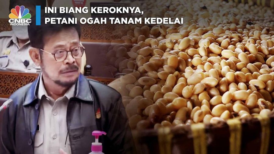 Ini Biang Keroknya, Petani Ogah Tanam Kedelai