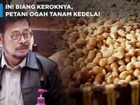 Video: Ini Biang Keroknya, Petani Ogah Tanam Kedelai