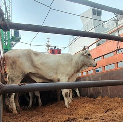 Siap-Siap! 2.350 Sapi Impor Australia Mau Masuk RI Buat Lebaran