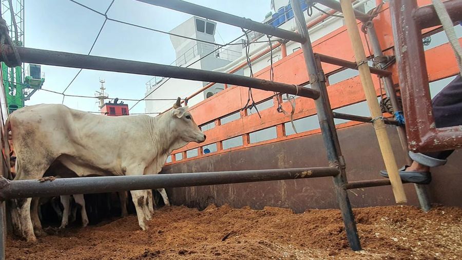 650 ekor sapi asal Australia yang Impor oleh PT Berdikari (Persero) tiba di Pelabuhan Tj Priok. (dok: Bapanas)