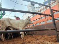 Siap-Siap! 2.350 Sapi Impor Australia Mau Masuk RI Buat Lebaran