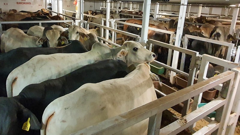 650 ekor sapi asal Australia yang Impor oleh PT Berdikari (Persero) tiba di Pelabuhan Tj Priok. (dok: Bapanas) 650 ekor sapi asal Australia yang Impor oleh PT Berdikari (Persero) tiba di Pelabuhan Tj Priok. (dok: Bapanas)