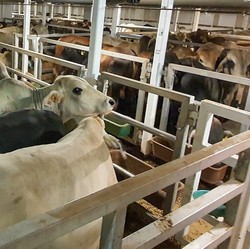 Tahan Harga Meledak, Ribuan Ekor Sapi Australia Banjiri RI