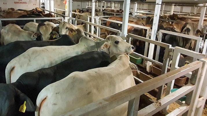650 ekor sapi asal Australia yang Impor oleh PT Berdikari (Persero) tiba di Pelabuhan Tj Priok. (dok: Bapanas)