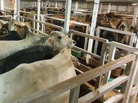 Tahan Harga Meledak, Ribuan Ekor Sapi Australia Banjiri RI