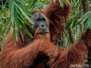 Hari Orang Utan Sedunia 19 Agustus 2024: Sejarah dan Tujuan