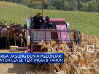 Harga Jagung Tembus Rekor Tertinggi Sejak 2012