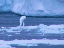 Bukan Yeti! Muncul Penampakan Makhluk Misterius di Antartika