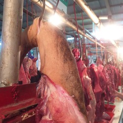 Harga Sapi Australia Turun 50%, Importir Waspadai Ini
