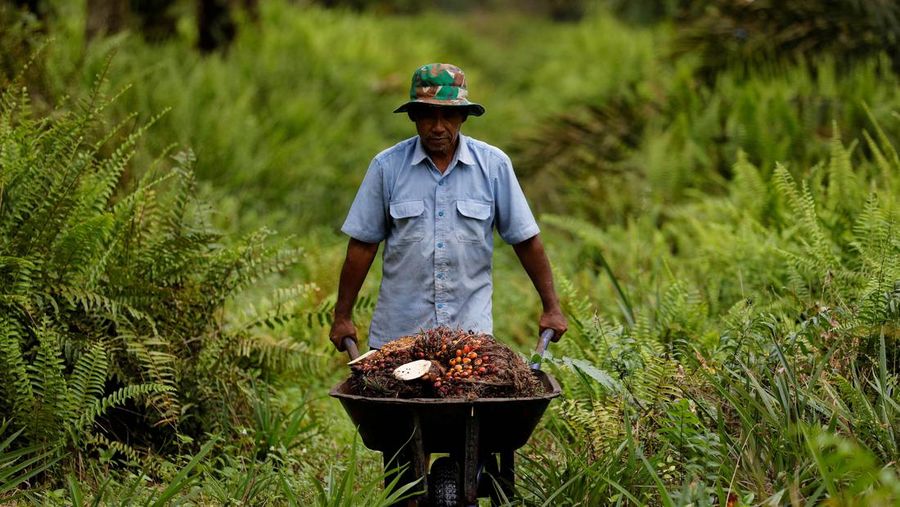 Kelapa Sawit A worker loads fresh fruit bunches to be distributed from the collector site to CPO factories in Kampar regency, as Indonesia announced a ban on palm oil exports effective this week, in Riau province, Indonesia, April 26, 2022. REUTERS/Willy Kurniawan