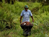 Valuasi Menarik, Saham Sawit TP Rachmat Menarik Dilirik