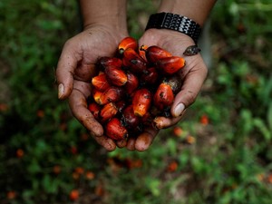 Bos PalmCo Buka-bukaan Rencana Peremajaan Sawit hingga Kembangkan EBT
