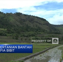 Mentan Bantah Tudingan Erick Ada Mafia Bibit