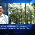 Pak Jokowi, Ekspor Migor Dilarang Petani Sawit yang Kesakitan