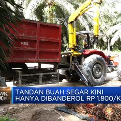 Petani Menjerit, Harga TBS Sawit Tertekan