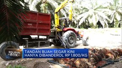 Petani Menjerit, Harga TBS Sawit Tertekan