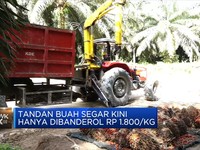 Petani Menjerit, Harga TBS Sawit Tertekan