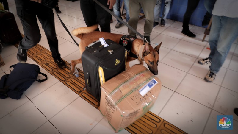 Petugas Badan Narkotika Nasional (BNN) bersama anjing pelacak K9 memeriksa barang pemudik di Terminal Kampung Rambutan, Jakarta, Rabu (27/4/2022). (CNBC Indonesia/Muhammad Sabki) Petugas Badan Narkotika Nasional (BNN) bersama anjing pelacak K9 memeriksa barang pemudik di Terminal Kampung Rambutan, Jakarta, Rabu (27/4/2022). (CNBC Indonesia/Muhammad Sabki)