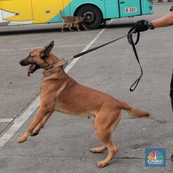 Top! RI Punya Sentra Pelatihan Anjing K9 Se-Asia Pasifik