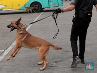 Top! RI Punya Sentra Pelatihan Anjing K9 Se-Asia Pasifik
