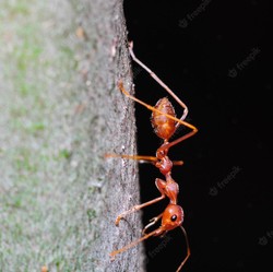 Peneliti Ungkap Semut Bisa Deteksi Kanker dari Air Kencing