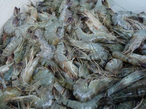 AS Tarik Udang Beku dari Indonesia, Diduga Terkontaminasi Cesium-137