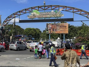 Dahan Pohon di Ragunan Patah dan Timpa 2 Pengunjung