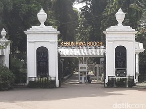 6 Fakta Rombongan Paksa Masuk Kebun Raya Bogor Bikin Sekuriti Terluka