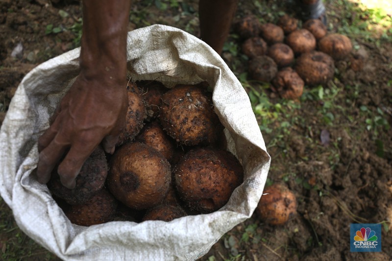 Petani Porang di hutan Desa Blungun, Kecamatan Jepon, kebupaten Blora, Jawa Tengah. Tanaman bernama latin Amorphophallus Oncophyllus Muelleri Blume atau biasa disebut porang di kawasan ini banyak ditanam oleh petani karena memiliki nilai ekonomis.  (CNBC Indonesia/ Tri Susilo)