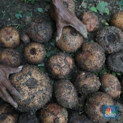 Asing Incar Tanaman Penghasil Emas RI, Ada di Sekitar Rumah?