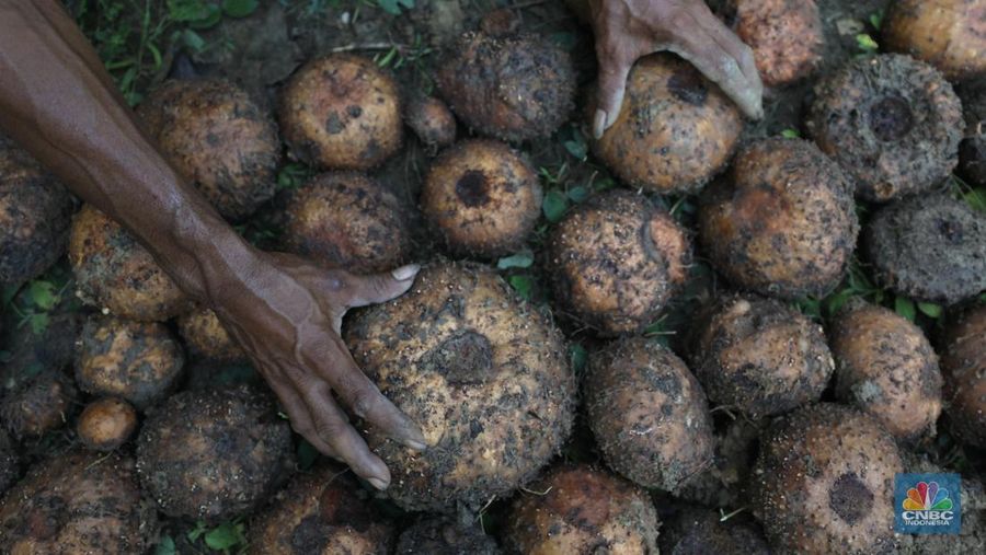 Petani Porang di hutan Desa Blungun, Kecamatan Jepon, kebupaten Blora, Jawa Tengah. Tanaman bernama latin Amorphophallus Oncophyllus Muelleri Blume atau biasa disebut porang di kawasan ini banyak ditanam oleh petani karena memiliki nilai ekonomis.  (CNBC Indonesia/ Tri Susilo)