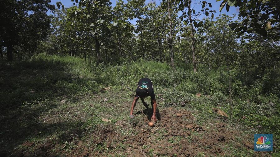Petani Porang di hutan Desa Blungun, Kecamatan Jepon, kebupaten Blora, Jawa Tengah. Tanaman bernama latin Amorphophallus Oncophyllus Muelleri Blume atau biasa disebut porang di kawasan ini banyak ditanam oleh petani karena memiliki nilai ekonomis.  (CNBC Indonesia/ Tri Susilo)
