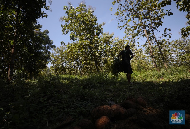 Petani Porang di hutan Desa Blungun, Kecamatan Jepon, kebupaten Blora, Jawa Tengah. Tanaman bernama latin Amorphophallus Oncophyllus Muelleri Blume atau biasa disebut porang di kawasan ini banyak ditanam oleh petani karena memiliki nilai ekonomis.  (CNBC Indonesia/ Tri Susilo)