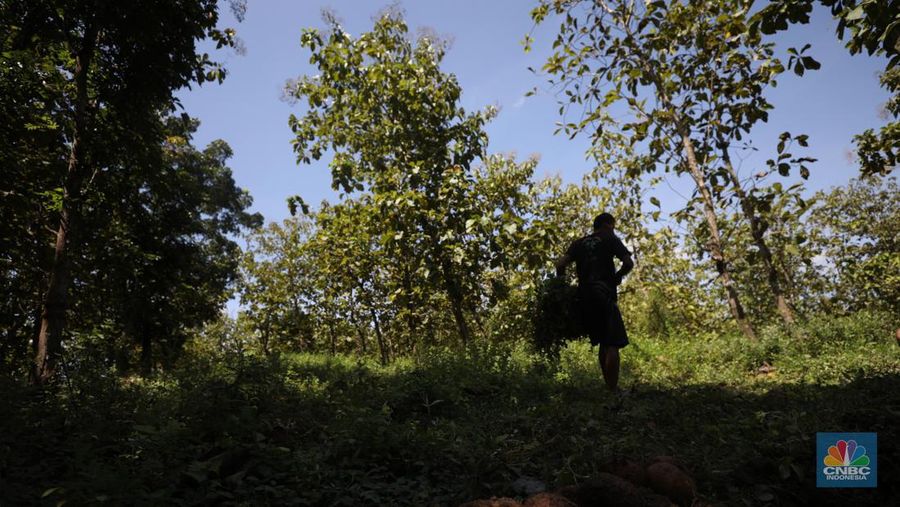 Petani Porang di hutan Desa Blungun, Kecamatan Jepon, kebupaten Blora, Jawa Tengah. Tanaman bernama latin Amorphophallus Oncophyllus Muelleri Blume atau biasa disebut porang di kawasan ini banyak ditanam oleh petani karena memiliki nilai ekonomis.  (CNBC Indonesia/ Tri Susilo)