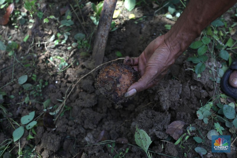 Petani Porang di hutan Desa Blungun, Kecamatan Jepon, kebupaten Blora, Jawa Tengah. Tanaman bernama latin Amorphophallus Oncophyllus Muelleri Blume atau biasa disebut porang di kawasan ini banyak ditanam oleh petani karena memiliki nilai ekonomis.  (CNBC Indonesia/ Tri Susilo)