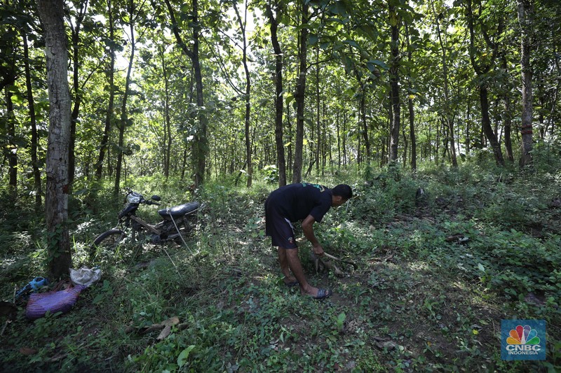 Petani Porang di hutan Desa Blungun, Kecamatan Jepon, kebupaten Blora, Jawa Tengah. Tanaman bernama latin Amorphophallus Oncophyllus Muelleri Blume atau biasa disebut porang di kawasan ini banyak ditanam oleh petani karena memiliki nilai ekonomis.  (CNBC Indonesia/ Tri Susilo)