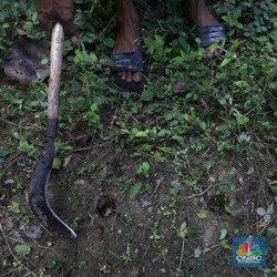 Tanaman Penghasil Emas Tumbuh Subur di RI, Nomor 1 Dunia!