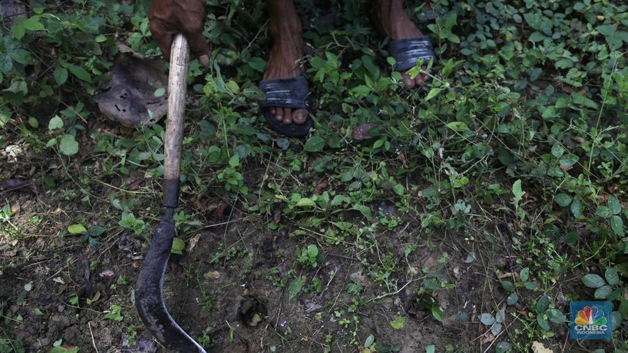 Petani Porang di hutan Desa Blungun, Kecamatan Jepon, kebupaten Blora, Jawa Tengah. Tanaman bernama latin Amorphophallus Oncophyllus Muelleri Blume atau biasa disebut porang di kawasan ini banyak ditanam oleh petani karena memiliki nilai ekonomis.  (վ/ Tri Susilo)
